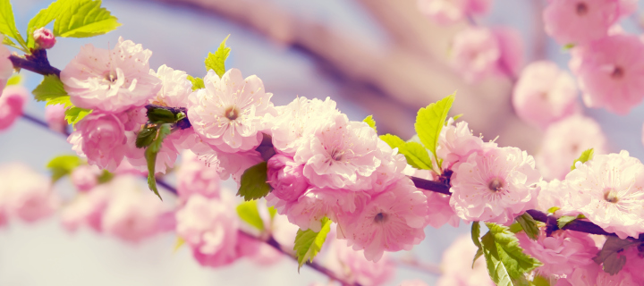 Screenshot №1 pro téma Spring Pink Flowers 720x320
