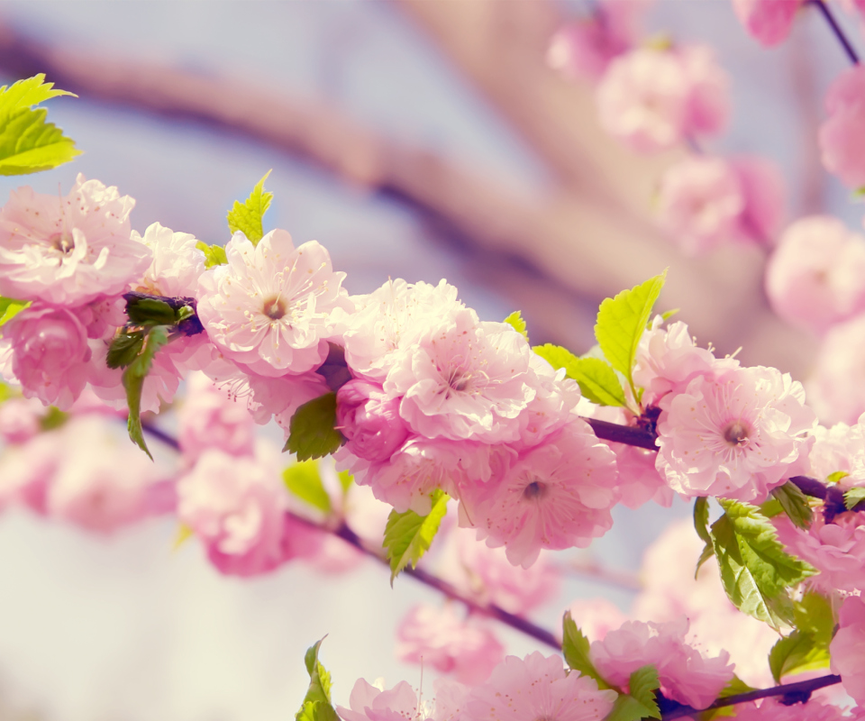 Spring Pink Flowers screenshot #1 960x800