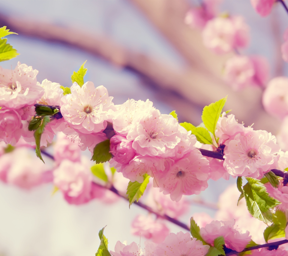 Das Spring Pink Flowers Wallpaper 960x854