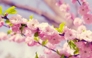Spring Pink Flowers Background for Android, iPhone and iPad