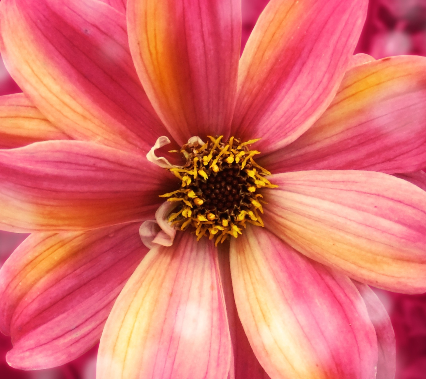 Обои Amazing Flower 1440x1280