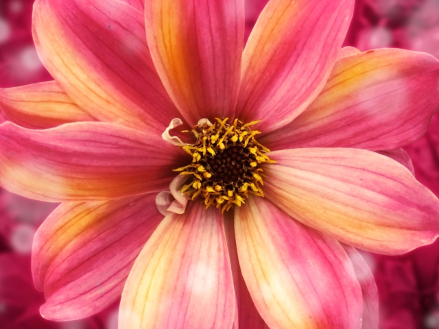 Sfondi Amazing Flower 640x480