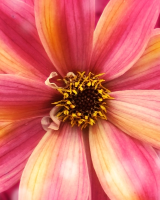 Amazing Flower - Fondos de pantalla gratis para Nokia Lumia 800