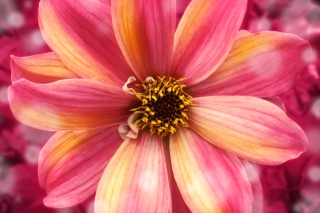 Kostenloses Amazing Flower Wallpaper für HTC Desire HD