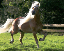 Обои Horse 220x176