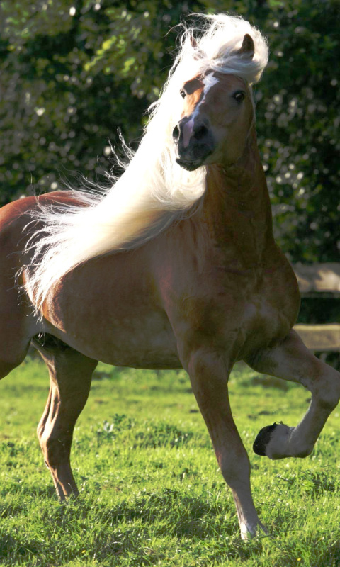 Horse wallpaper 480x800