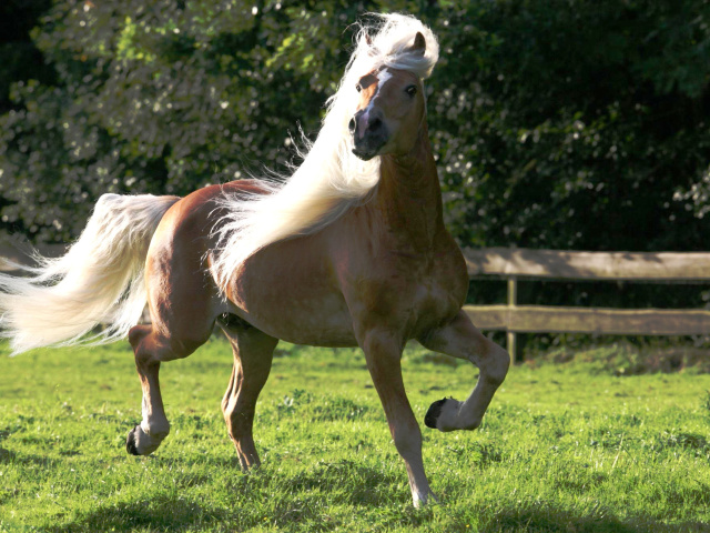 Horse wallpaper 640x480