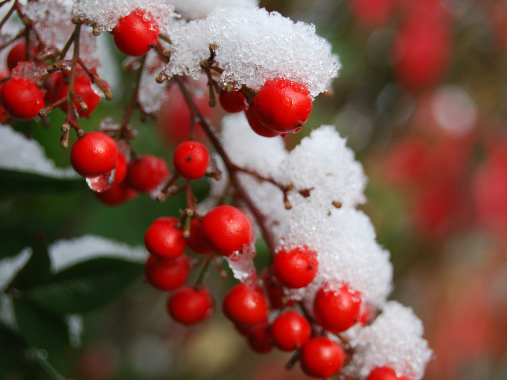 Frozen Berries screenshot #1 1024x768