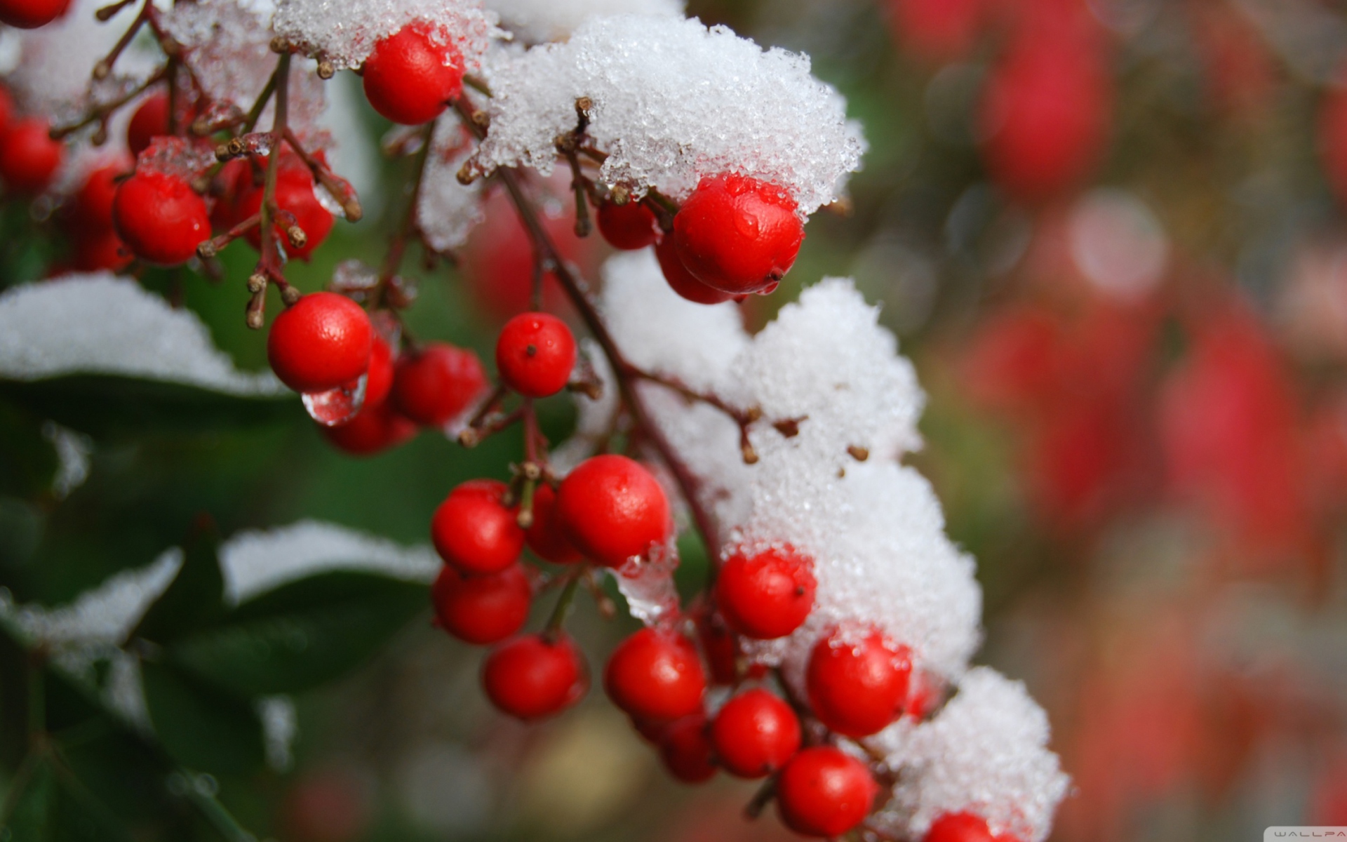 Frozen Berries wallpaper 1920x1200