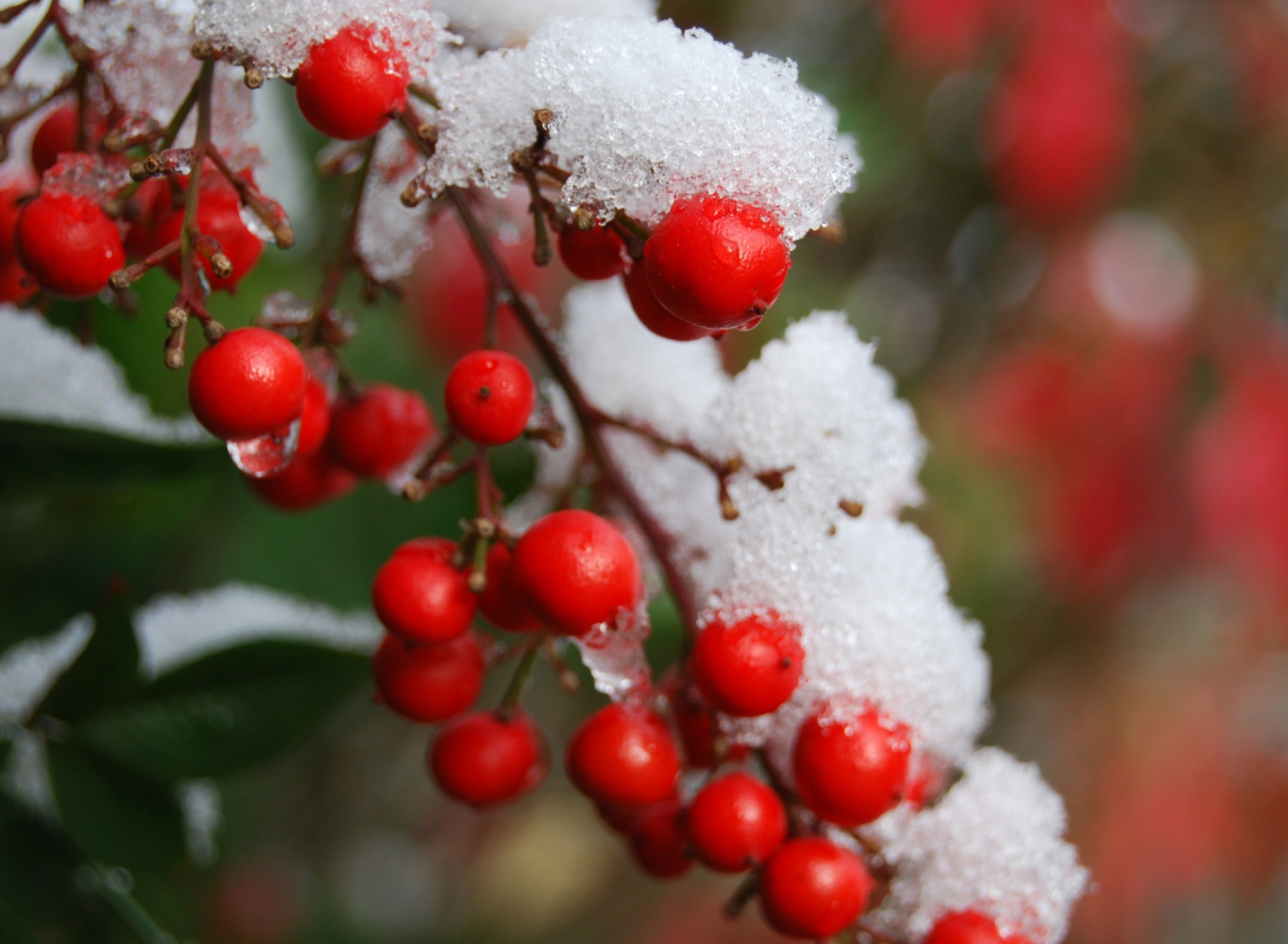 Sfondi Frozen Berries 1920x1408