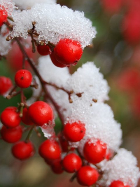 Fondo de pantalla Frozen Berries 480x640