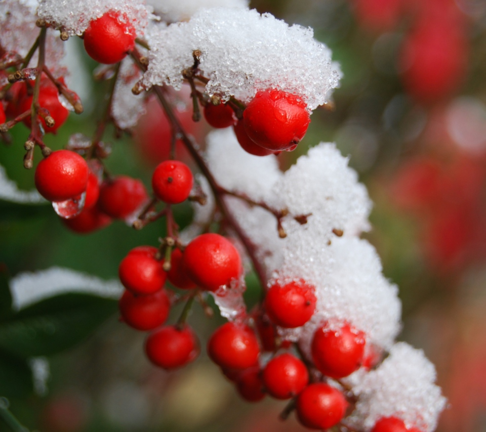 Frozen Berries wallpaper 960x854