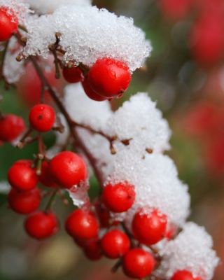 Frozen Berries - Fondos de pantalla gratis para Nokia Asha 311