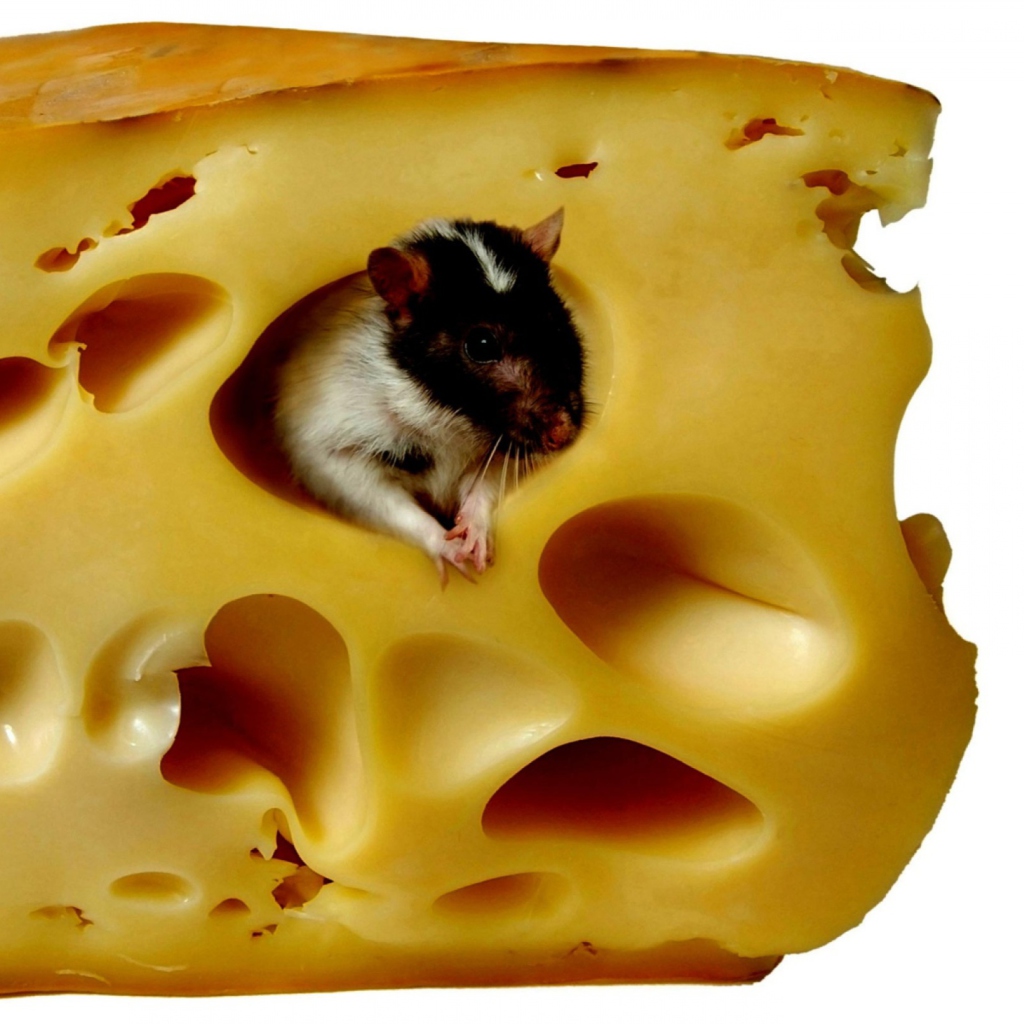 Mouse And Cheese wallpaper 1024x1024