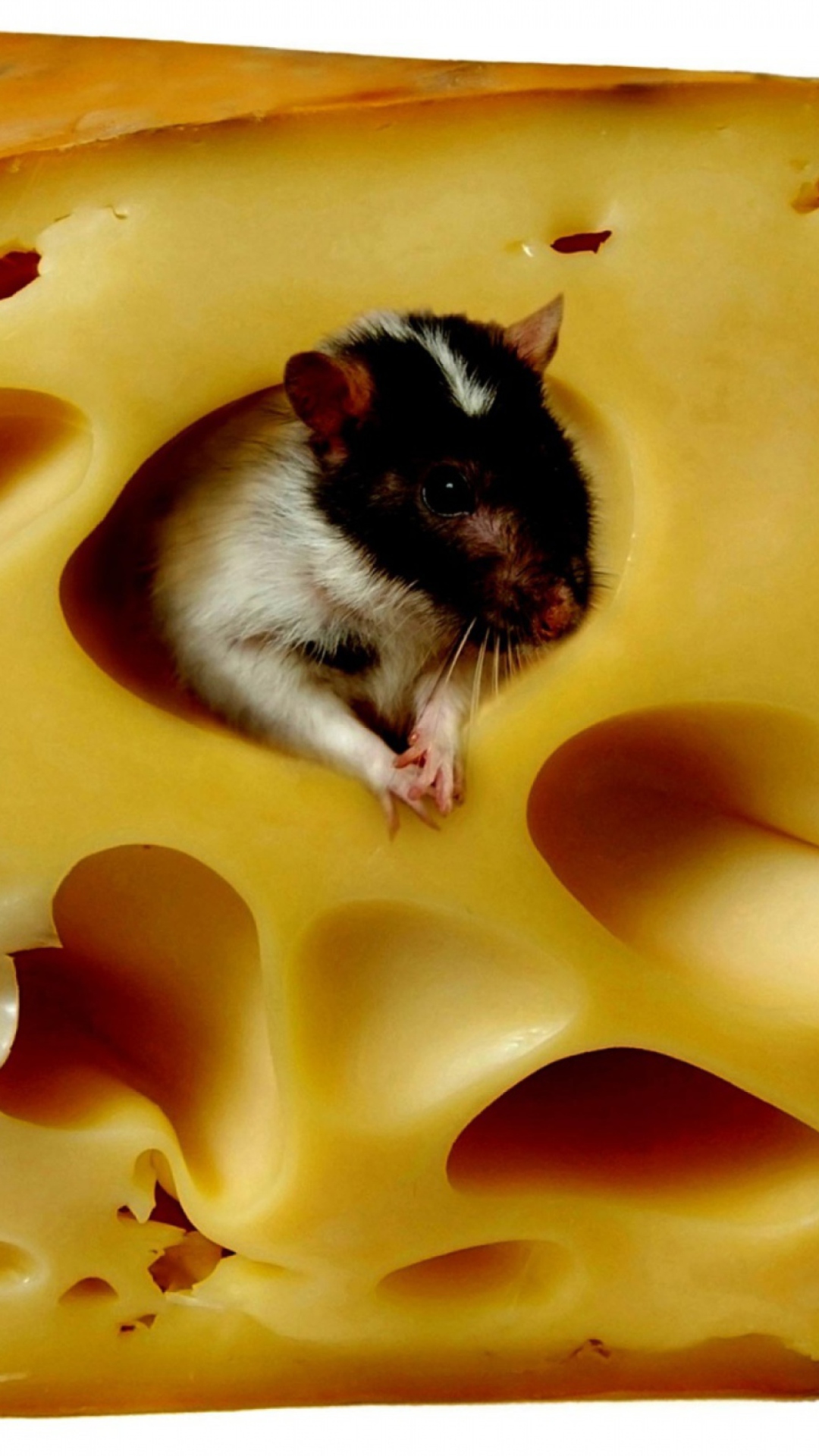Das Mouse And Cheese Wallpaper 1080x1920