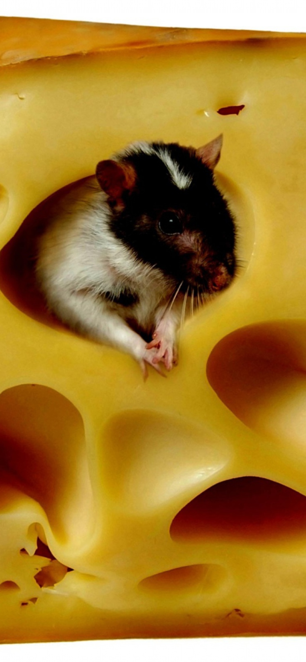 Mouse And Cheese screenshot #1 1170x2532
