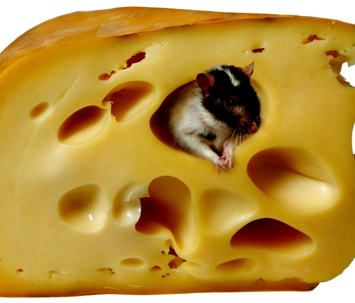 Sfondi Mouse And Cheese 1200x1024