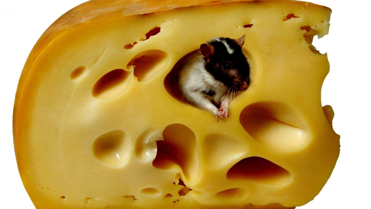 Mouse And Cheese wallpaper 1280x720