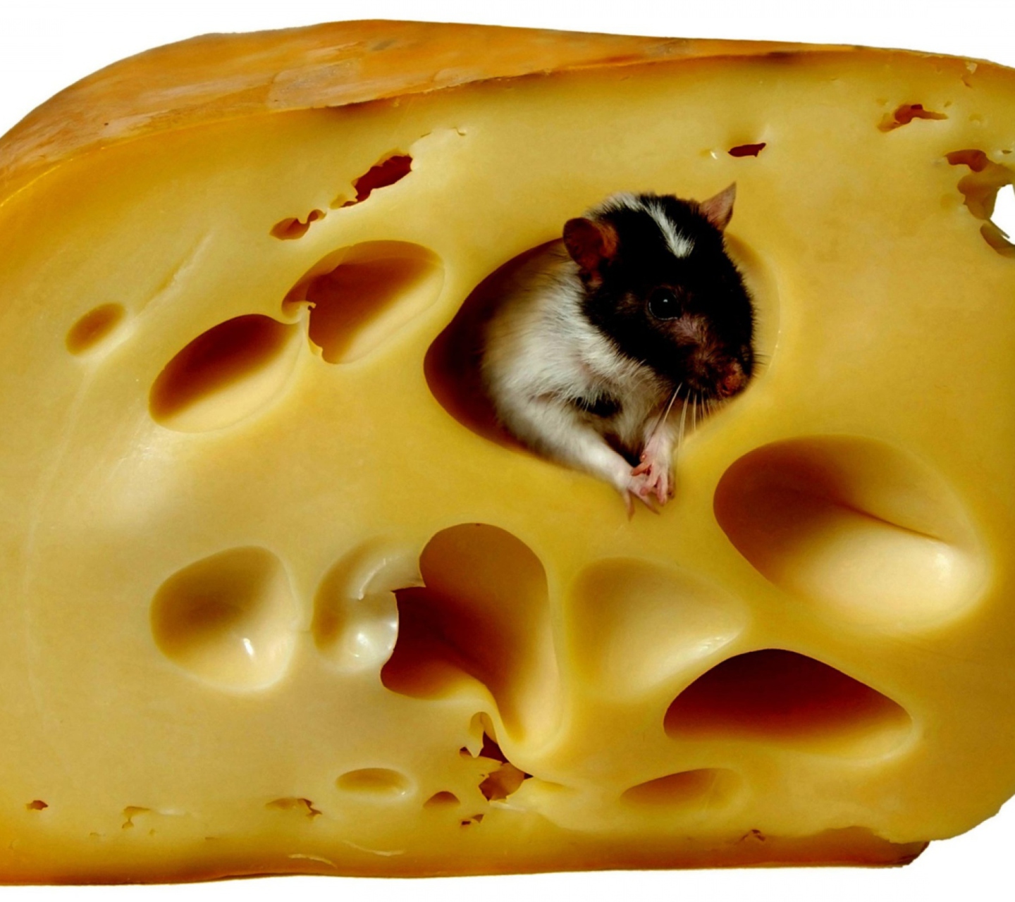Fondo de pantalla Mouse And Cheese 1440x1280