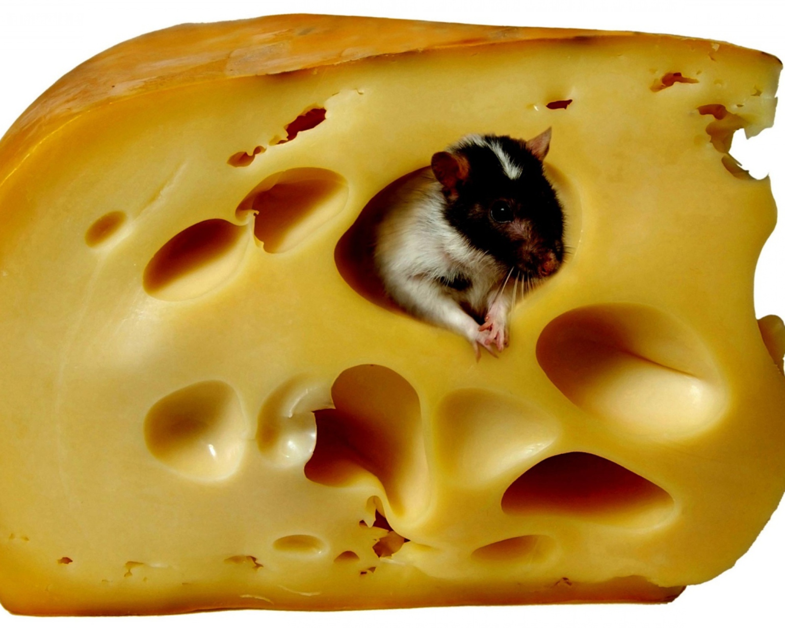 Sfondi Mouse And Cheese 1600x1280
