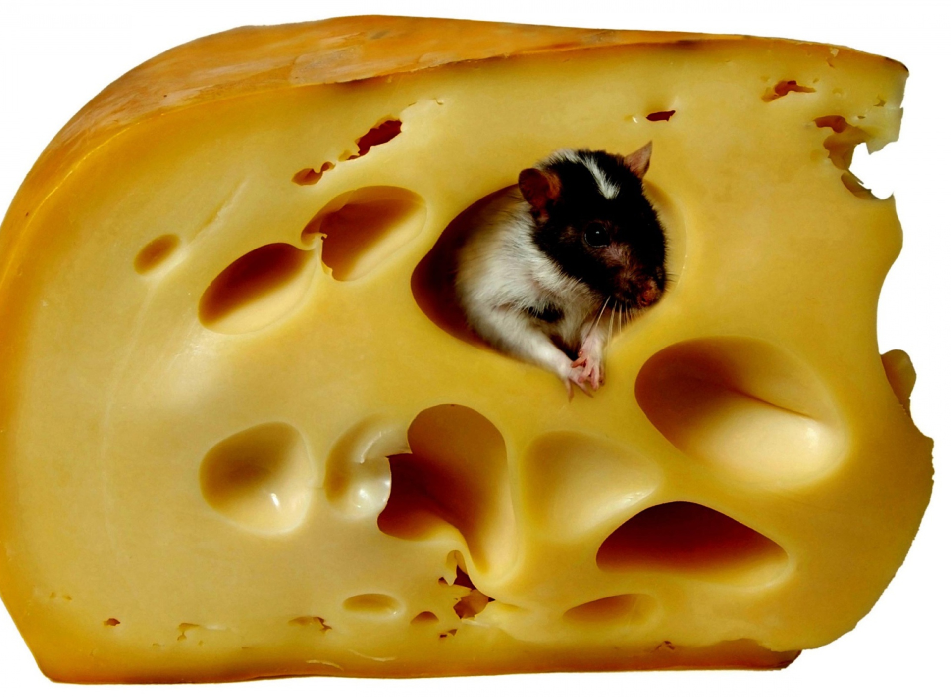 Fondo de pantalla Mouse And Cheese 1920x1408