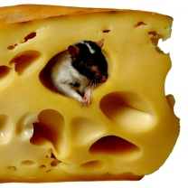 Das Mouse And Cheese Wallpaper 208x208