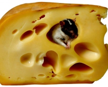 Mouse And Cheese wallpaper 220x176
