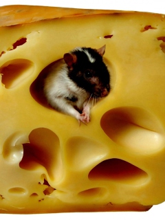 Mouse And Cheese wallpaper 240x320