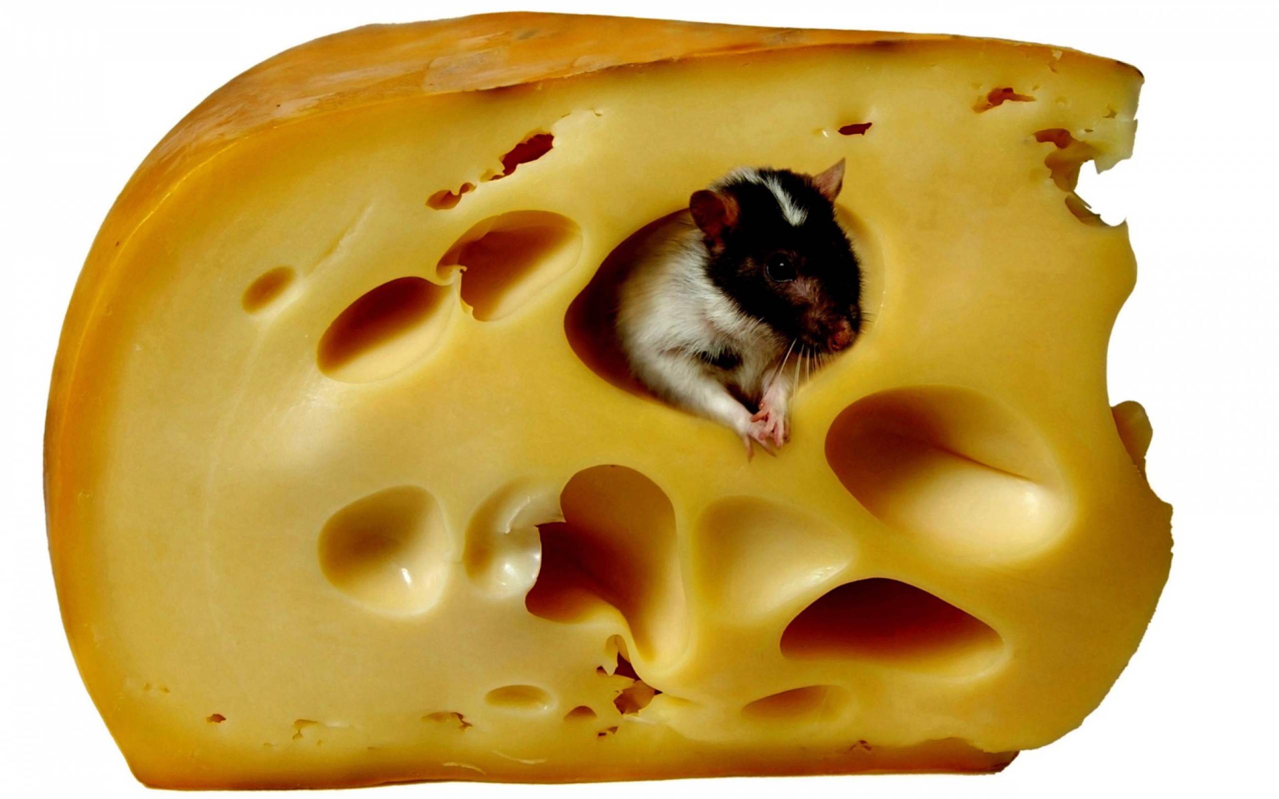 Mouse And Cheese screenshot #1 2560x1600