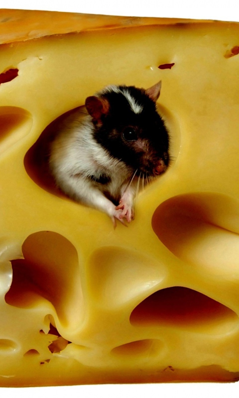 Mouse And Cheese wallpaper 480x800