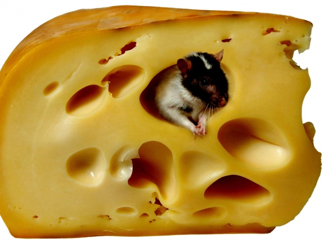 Fondo de pantalla Mouse And Cheese 640x480