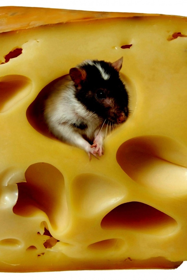 Mouse And Cheese wallpaper 640x960