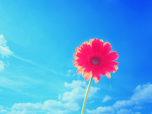 Gerbera In Sky screenshot #1 640x480