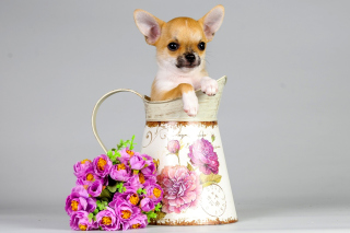 Chihuahua Wallpaper for Android, iPhone and iPad