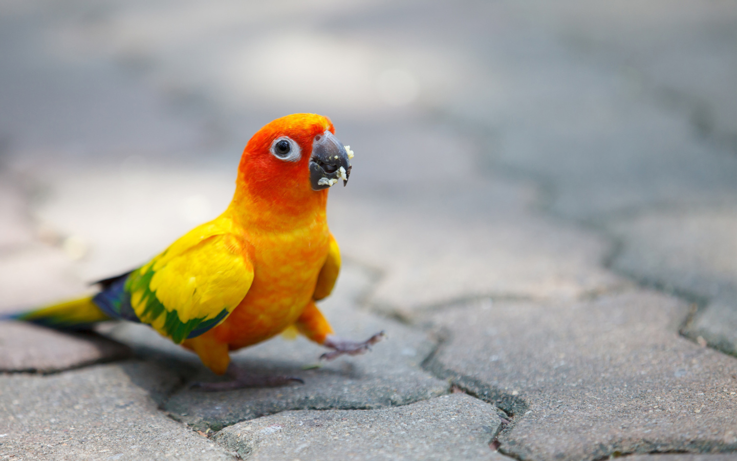 Sfondi Funny Parrot 1440x900