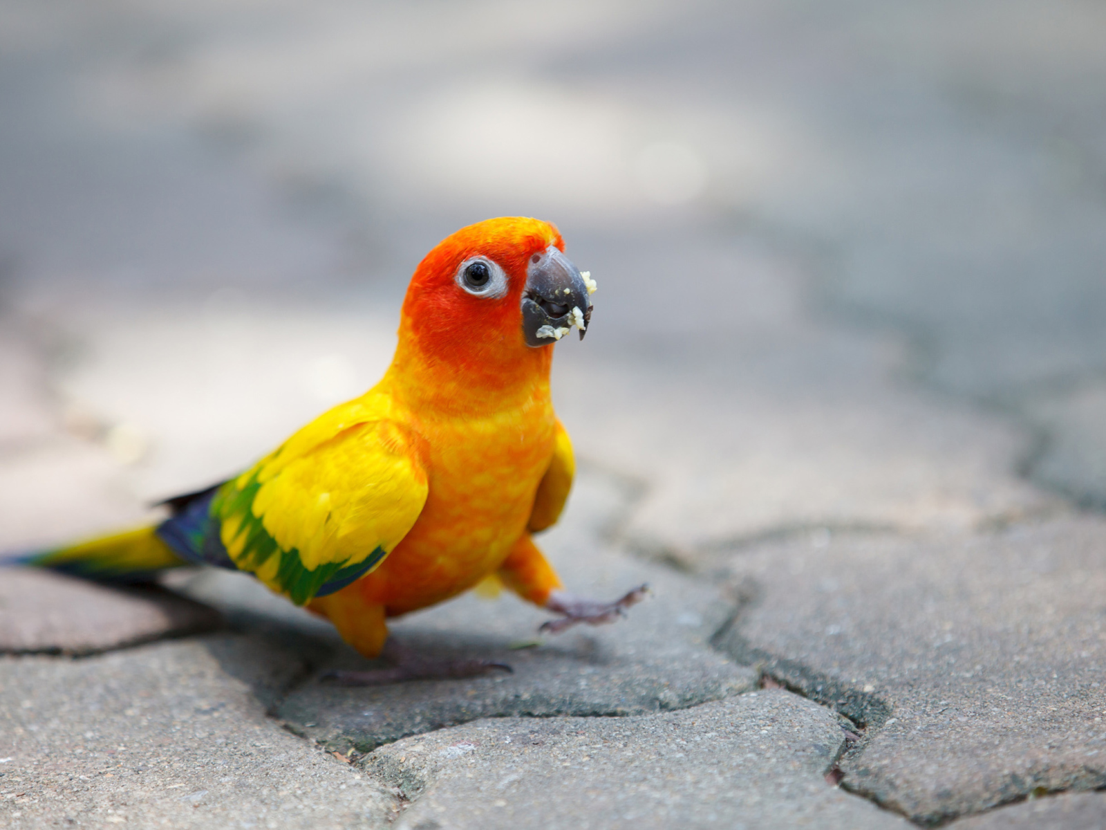 Funny Parrot wallpaper 1600x1200