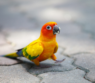 Funny Parrot Wallpaper for iPad