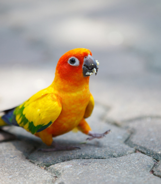 Funny Parrot sfondi gratuiti per iPhone SE