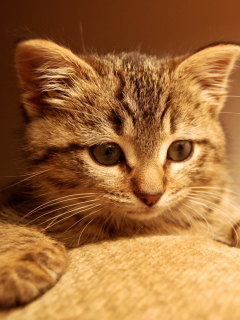 Nice Kitten wallpaper 240x320