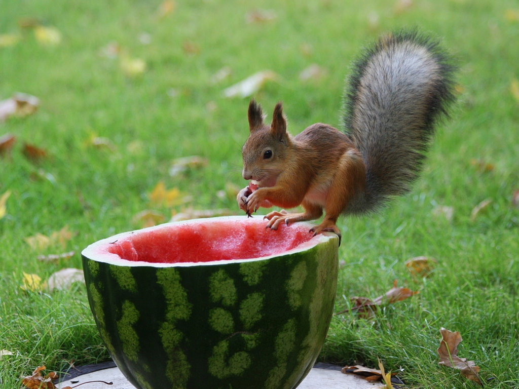 Sfondi Squirrel Likes Watermelon 1024x768