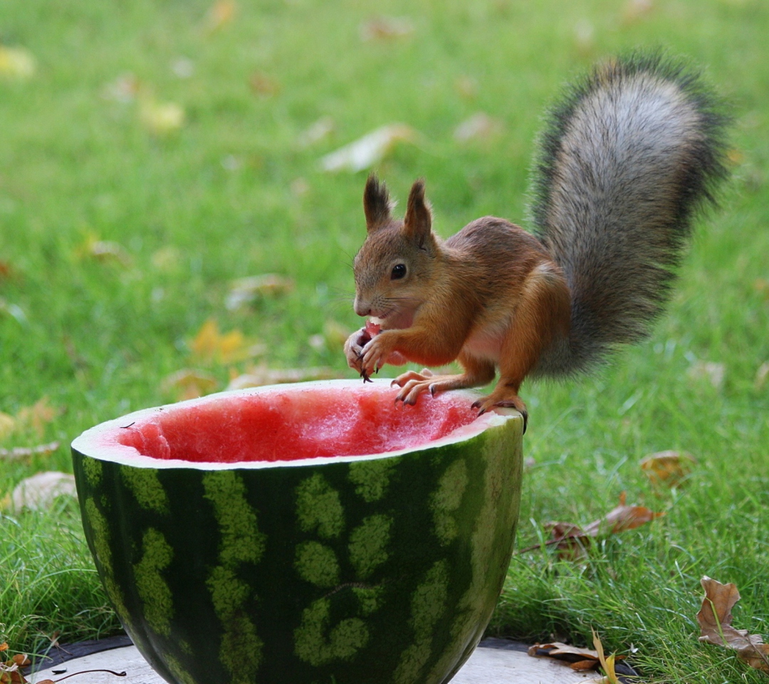 Sfondi Squirrel Likes Watermelon 1080x960