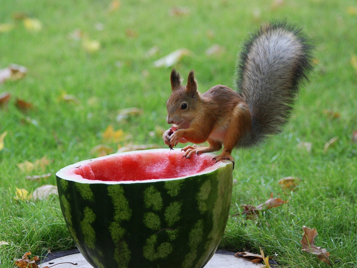 Squirrel Likes Watermelon wallpaper 1152x864