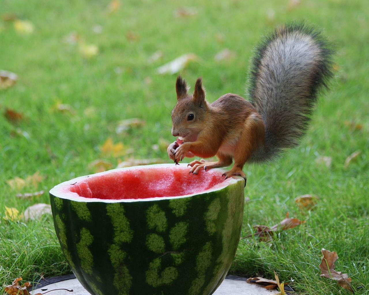 Screenshot №1 pro téma Squirrel Likes Watermelon 1280x1024