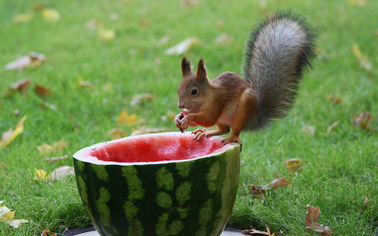 Squirrel Likes Watermelon wallpaper 1280x800