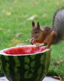 Обои Squirrel Likes Watermelon 128x160