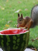 Squirrel Likes Watermelon wallpaper 132x176