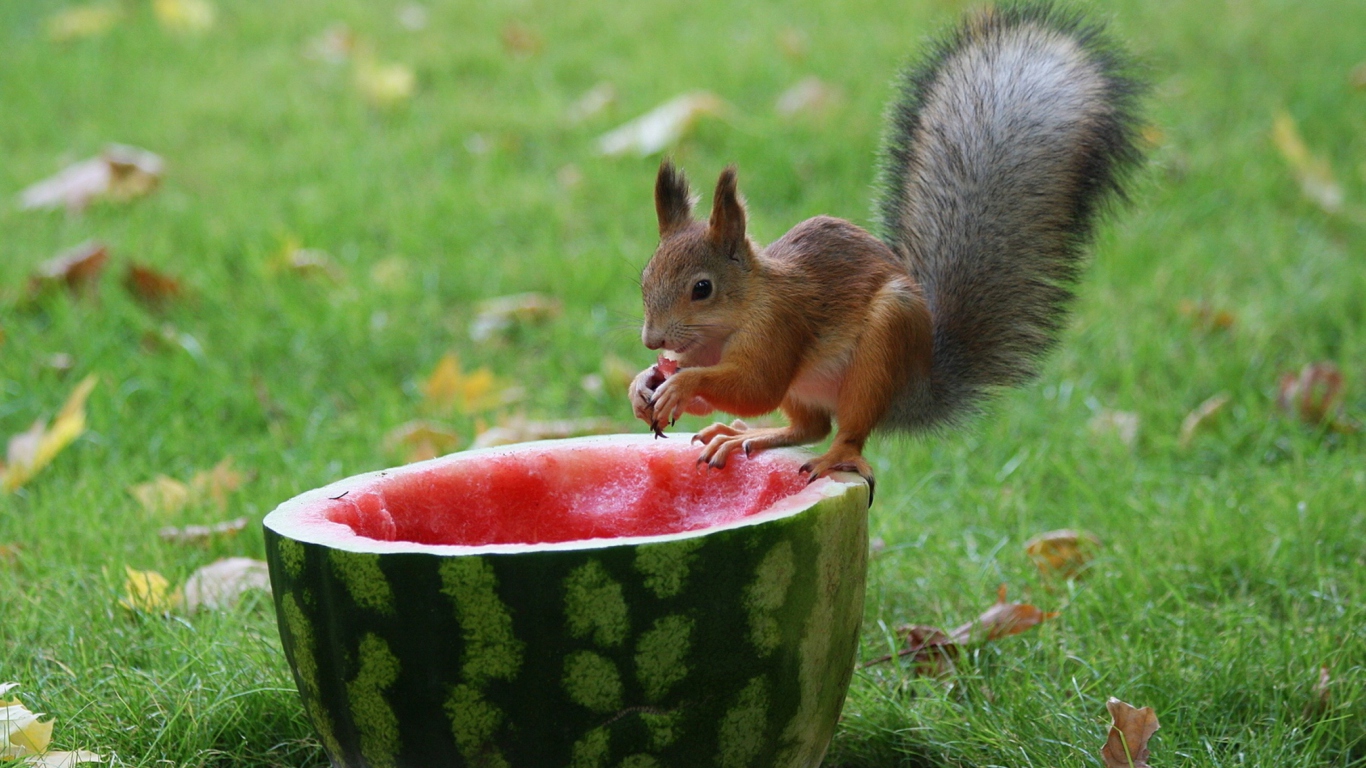 Squirrel Likes Watermelon wallpaper 1366x768