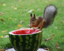 Squirrel Likes Watermelon wallpaper 220x176