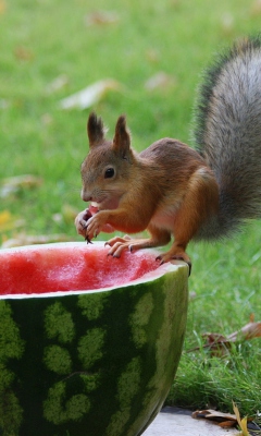 Обои Squirrel Likes Watermelon 240x400