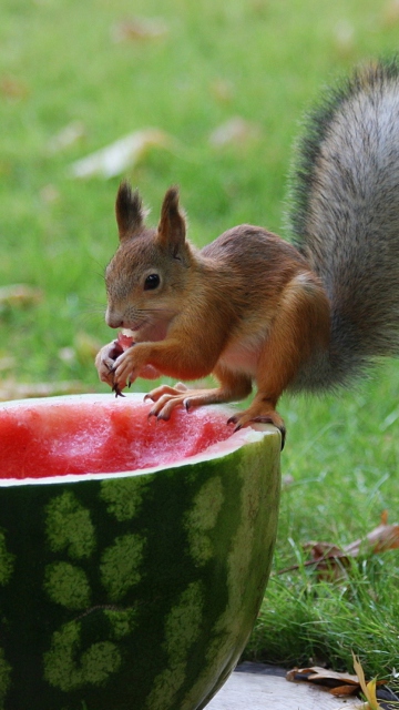 Fondo de pantalla Squirrel Likes Watermelon 360x640